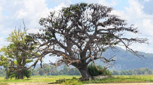 Preview: Colony of giant fruit bats roosting on a large tree landscape view.