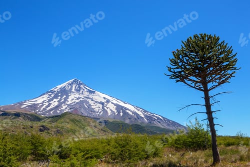 Preview: Araucaria