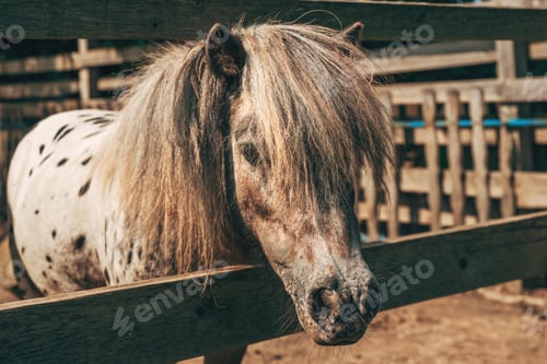 Preview: Cute spotted shetland pony horse sticking his head out of the paddock