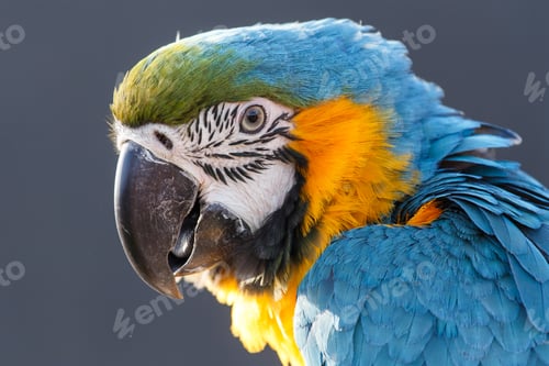 Preview: Blue and Yellow Macaw (Ara ararauna)