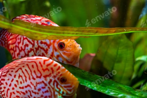 Preview: Colorful fish from the spieces Symphysodon discus in aquarium