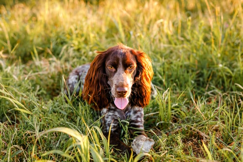 Preview: Russian brown spaniel lying in green grass in a field and lit by the setting sun