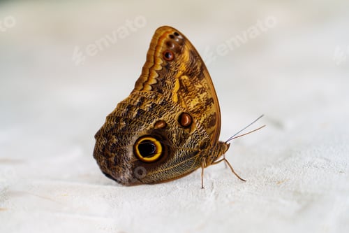 Preview: tropical butterfly with eyes on the wings caligo atreus. butterfly garden, butterfly farm