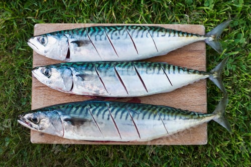 Preview: Three fresh mackerel fish on the slab being prepared for cooking.