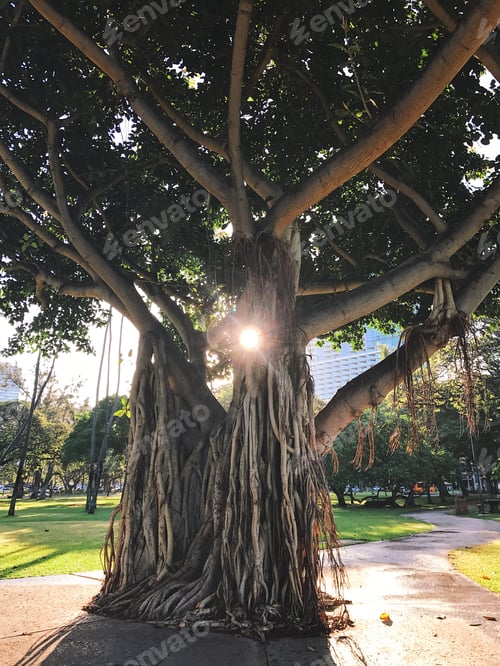 Preview: Through the trees
