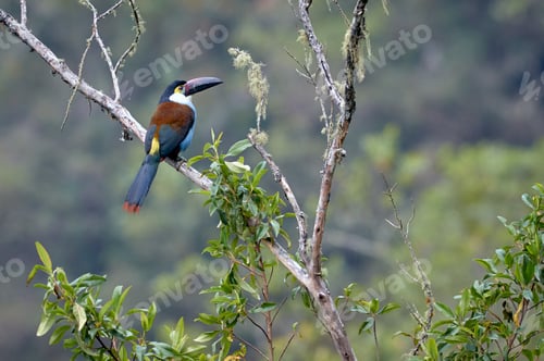 Preview: Toucan resting peacefully on a branch