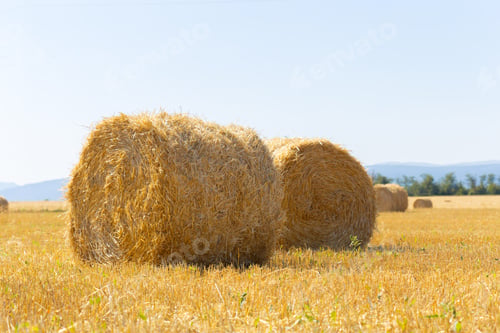 Preview: Golden hay bales in countryside