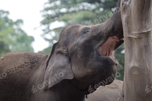 Preview: close up of elephant in outdoor enclosure at the zoo