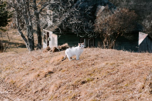 Preview: a cat is standing on a hill in the countryside looking at the viewer