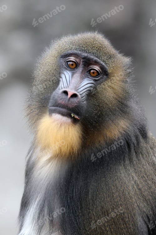 Preview: A mandrill (Mandrillus sphinx) portrait