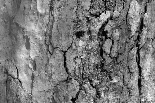 Preview: Abstract Texture Of The Old And Burst Wooden Bark For A Background Of Gray Color