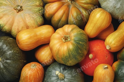 Preview: Many multicolor pumpkins, autumn seasonal decorative background