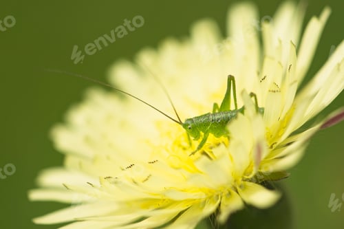 Preview: Dandelion flower close up with grasshopper