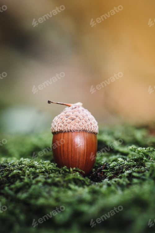 Preview: Closeup or macro of an acorn in green moss outdoors in the forest or woods