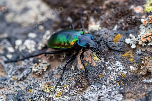 Preview: Rare Galosoma sycophanta bettle on moss covered stone close up