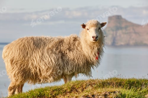 Preview: Sheep on Faroe islands cliffs. Green scenic landscape at sunset