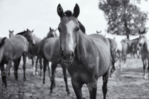 Preview: Horse