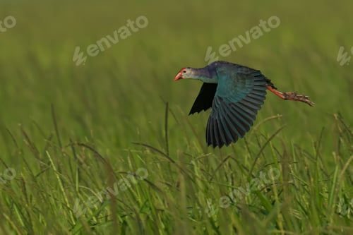 Purple swamphen in flight over green marshland.