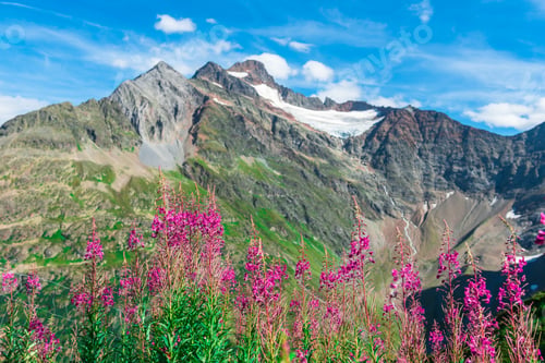 Preview: Swiss Apls with wild pink flowers