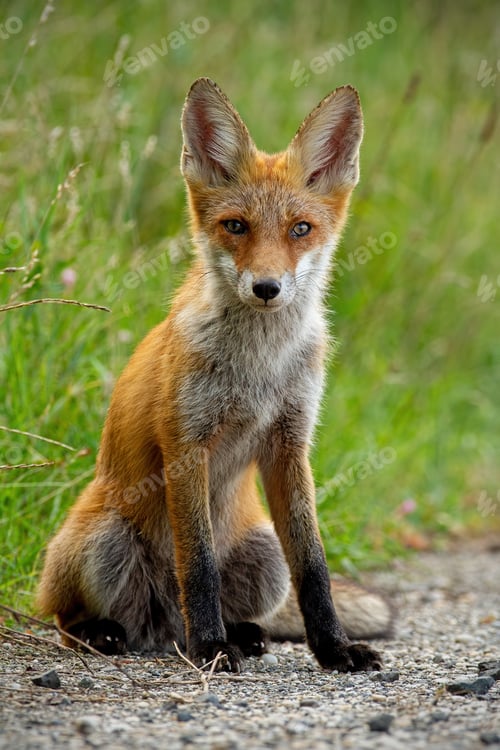 Preview: Detail of young red fox sitting on gravel roadside in summer