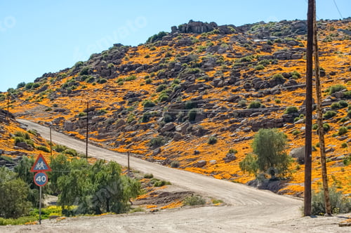 Preview: Gravel road in Nababeep with orange wild flower backdrop