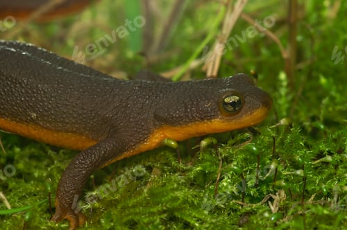 Preview: Closeup shot of an adult female Rough-Skinned Newt, Taricha granulosa on green moss