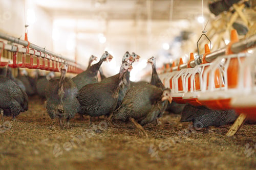 Preview: Guinea Fowl in Poultry Farm Setting, selective focus