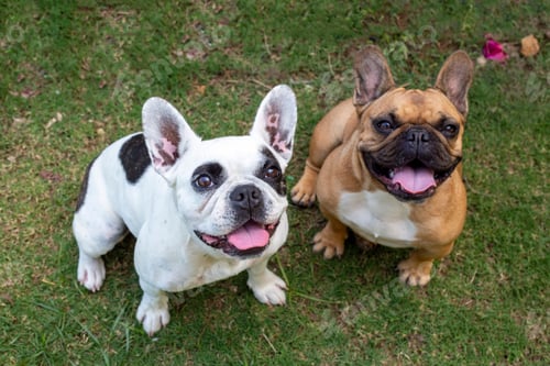 Preview: Pet animal. Cute French Bulldog dog.