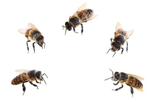 Preview: A group of five honeybees isolated on white background
