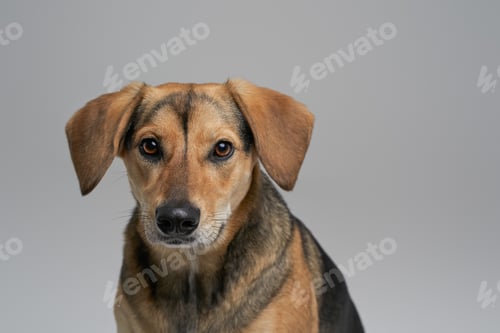 Preview: Shot of brown furred doggy against gray background