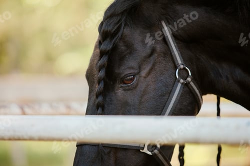 Preview: Beautiful Andalusian horse in field. Detail of black horse head with eyelashes