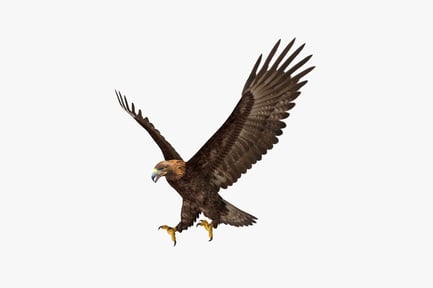 Preview: Golden eagle in flight with extended talons