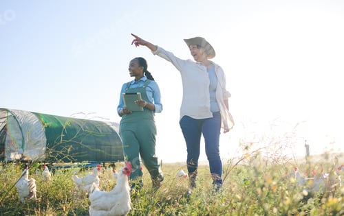 Preview: Chicken farm, woman pointing and outdoor with management and farmer pointing. Agriculture, sustaina