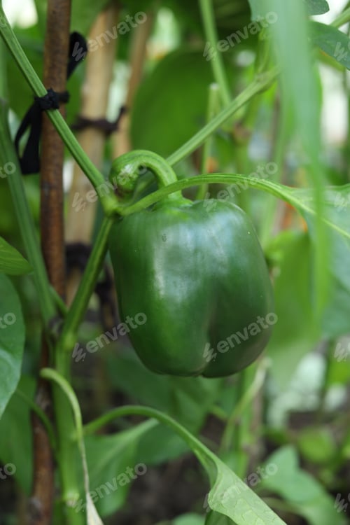 Preview: a harvest of green sweet peppers in a greenhouse garden bed