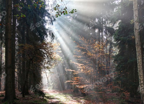 Preview: God beams - sunbeams in the morning forest