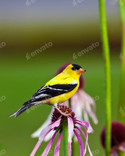 Preview: Wild Canary Bird