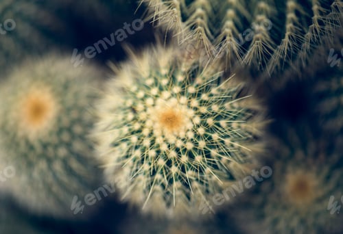 Preview: Close up image of a cactus