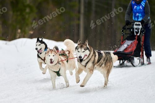 Vista previa: Husky sled dog racing