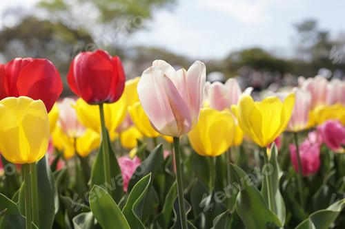 Preview: Beautiful tulip flower garden. The Expo 70 Commemorative Park, Osaka, Japan
