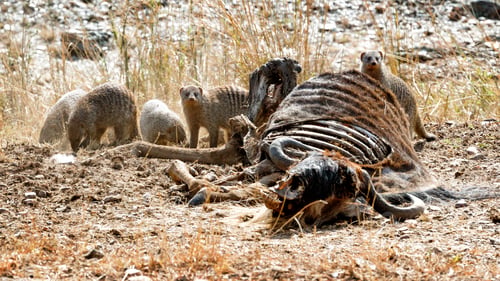 Preview: Banded Mongoose Eating From Wildebeest Carcass