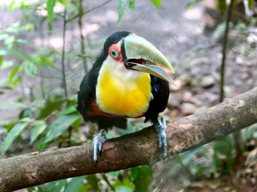 Preview: Close up bird
