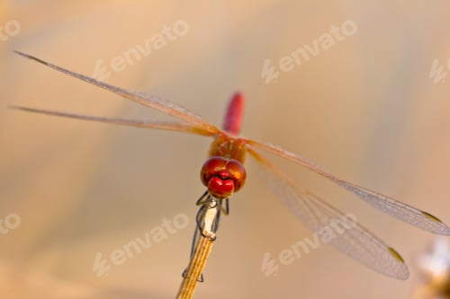 Preview: Dragonfly ( sympetrum sp )