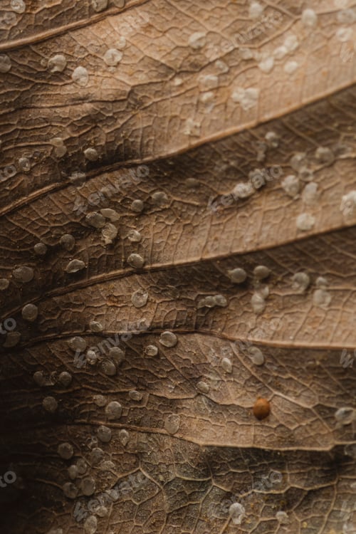 Preview: Dried Bodhi leaf textured background