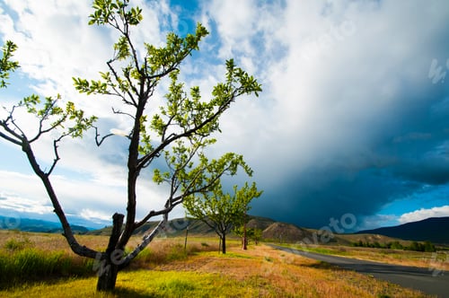 Preview: Landscape near Mount Rainier, United States.