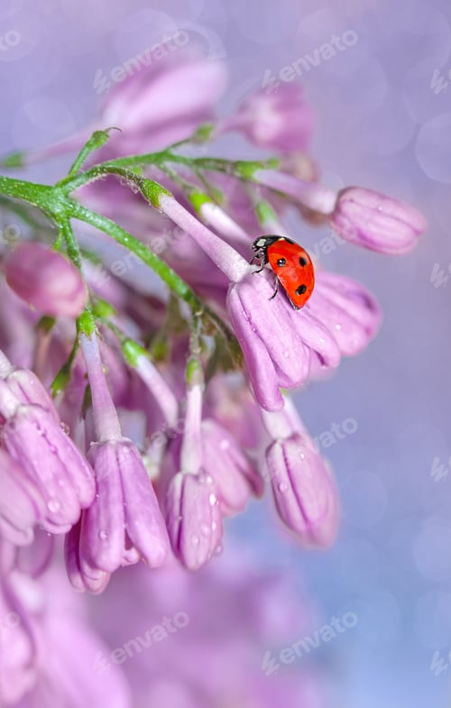Preview: Red ladybug crawling on a lilac twig, close-up