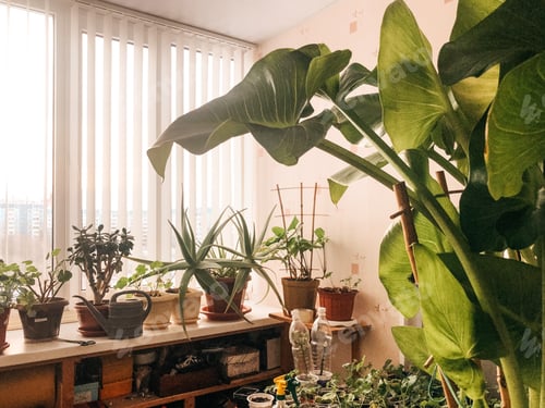 Preview: Plants in the home garden on the balcony.
