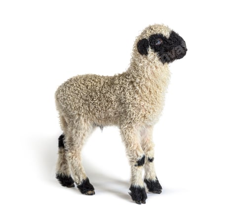 Preview: Profile of a lovely Lamb Valais Blacknose sheep three weeks old