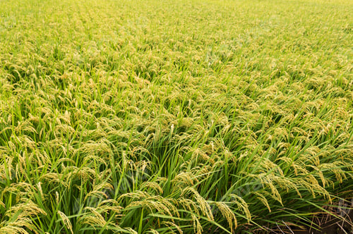 Preview: Rice field