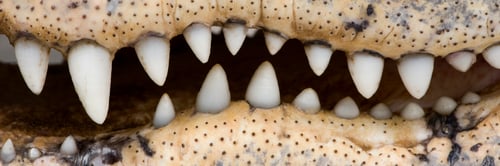 Preview: American Alligator (30 years) - Alligator mississippiensis
