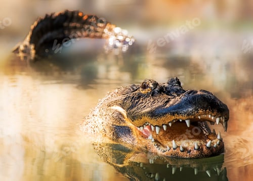 Preview: Alligator in water with teeth and tail showing